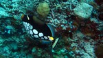 Vilamendhoo2013-189.jpg