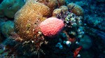 Vilamendhoo2013-203.jpg