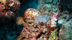 Vilamendhoo2013-206.jpg