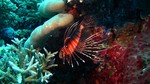 Vilamendhoo2013-216.jpg