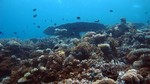 Vilamendhoo2013-221.jpg