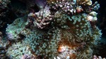 Vilamendhoo2013-222.jpg