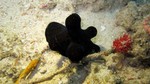 Vilamendhoo2013-226.jpg