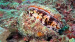Vilamendhoo2013-227.jpg
