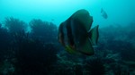 Vilamendhoo2013-228.jpg