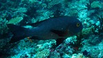 Vilamendhoo2013-229.jpg
