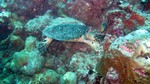 Vilamendhoo2013-240.jpg
