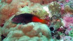 Vilamendhoo2013-242.jpg