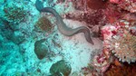 Vilamendhoo2013-245.jpg