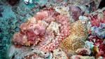 Vilamendhoo2013-248.jpg