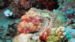 Vilamendhoo2013-250.jpg