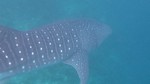 Vilamendhoo2013-259.jpg