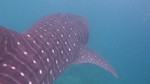 Vilamendhoo2013-266.jpg
