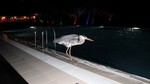 Vilamendhoo2013-287.jpg
