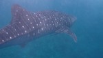 Vilamendhoo2013-299.jpg