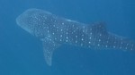 Vilamendhoo2013-301.jpg