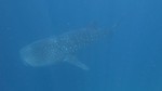 Vilamendhoo2013-302.jpg