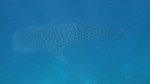 Vilamendhoo2013-303.jpg