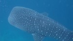 Vilamendhoo2013-304.jpg