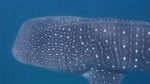 Vilamendhoo2013-305.jpg