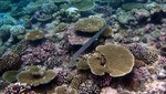 Vilamendhoo2013-312.jpg