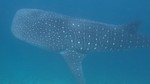 Vilamendhoo2013-316.jpg
