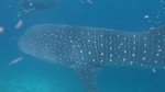 Vilamendhoo2013-317.jpg