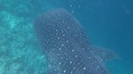 Vilamendhoo2013-319.jpg