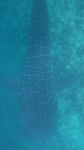 Vilamendhoo2013-321.jpg