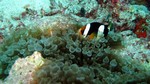 Vilamendhoo2013-354.jpg