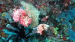 Vilamendhoo2013-385.jpg