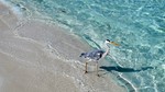 Vilamendhoo2013-465.jpg