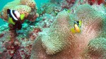 Vilamendhoo2013-487.jpg