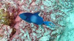 Vilamendhoo2013-488.jpg