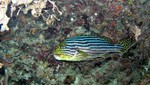 Vilamendhoo2013-500.jpg