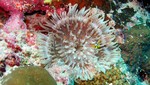 Vilamendhoo2013-501.jpg