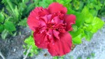 Vilamendhoo2013-532.jpg