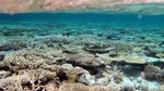 Vilamendhoo2013-539.jpg