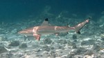 Vilamendhoo2013-563.jpg