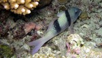 Vilamendhoo2013-582.jpg