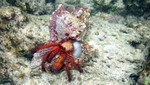Vilamendhoo2013-595.jpg