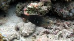 Vilamendhoo2013-603.jpg