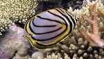 Vilamendhoo2013-608.jpg