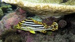 Vilamendhoo2013-614.jpg