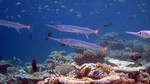 Vilamendhoo2013-617.jpg