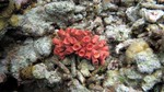 Vilamendhoo2013-625.jpg