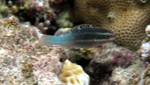 Vilamendhoo2013-626.jpg