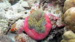 Vilamendhoo2013-629.jpg