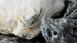 Vilamendhoo2013-665.jpg