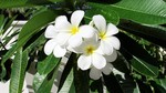 Vilamendhoo2013-674.jpg
